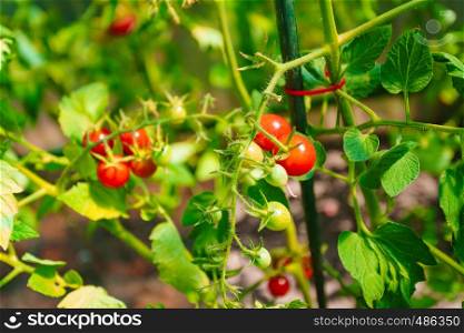 Ripe tomatoes growing on a branch