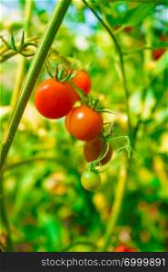 Ripe tomatoes growing on a branch