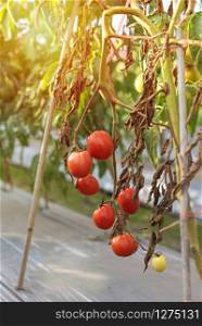 ripe tomatoes hanging on tree plant in garden. ripe tomatoes hanging on tree