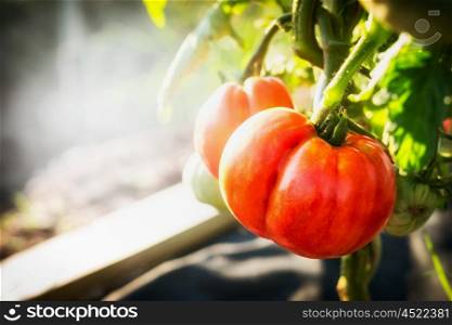 Ripe Tomatoes plant in Garden, outdoor