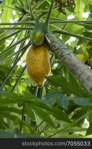 Ripe tropical papya fruit hanging on the tree