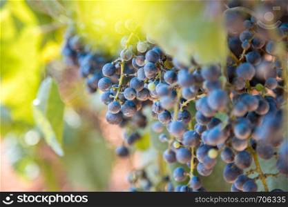 Ripe vine grapes on a farm in Croatia