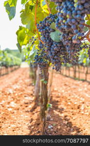Ripe vine grapes on a farm in Croatia