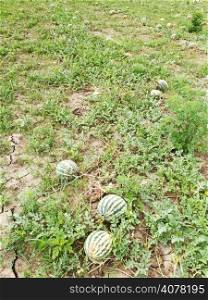 ripe watermelons on melon field in summer