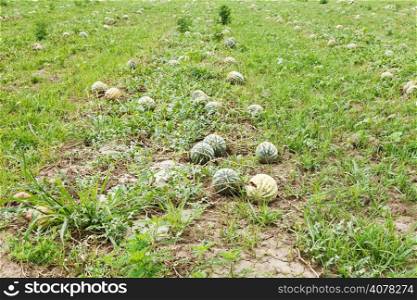 ripe watermelons on melon plantation in summer