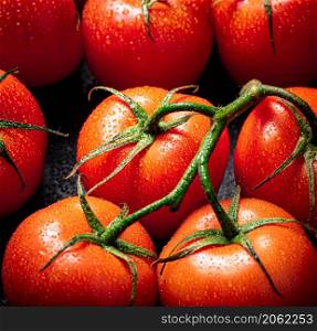Ripe wet tomatoes on a branch. Against a dark background. High quality photo. Ripe wet tomatoes on a branch.