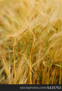 Ripe wheat background. Close up three ears