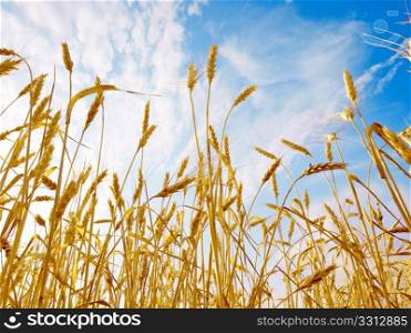 Ripe wheat ears on blue sky background - view from below.