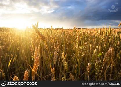 Ripe wheat ears under a cloudy sky. Autumn landscape. Ripe wheat ears under cloudy sky