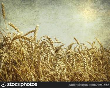 Ripe wheat field at sunset in grunge and retro style