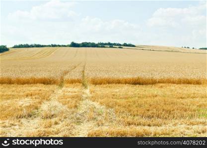 ripe wheat field in caucasus region in summer day