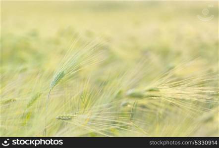 Ripe wheat field landscape