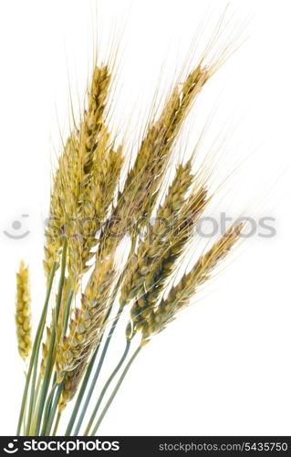 Ripe wheat isolated on white. Close up ears