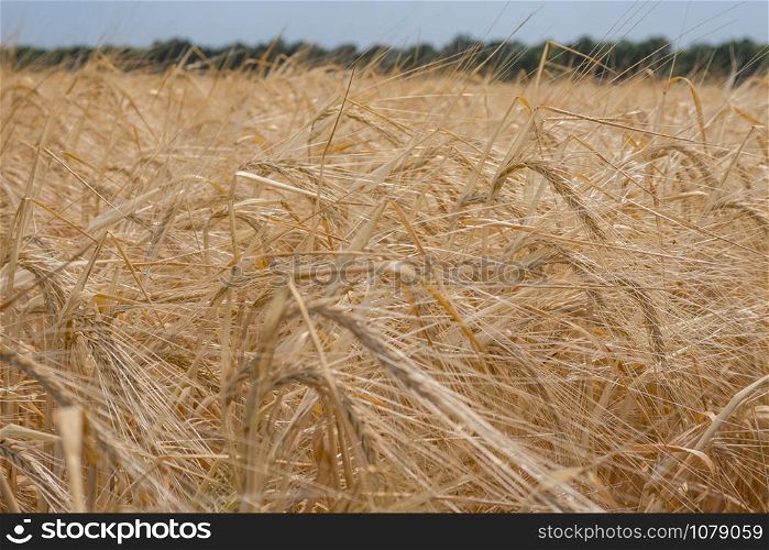 ripe wheat on the field, harvesting