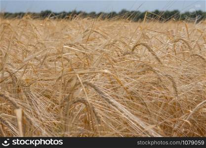 ripe wheat on the field, harvesting