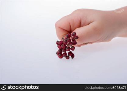 Ripe wild fruit of red color in hand