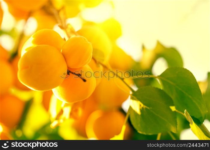 Ripe yellow apricots on a branch. Bright sun. Natural background. Ripe yellow apricots on a branch