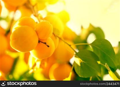 Ripe yellow apricots on a branch. Bright sun. Natural background. Ripe yellow apricots on a branch