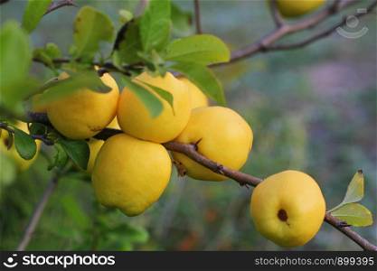 Ripe yellow quince fruit grows on a quince tree .. Ripe yellow quince fruit grows on a quince tree with