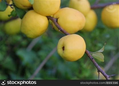 Ripe yellow quince fruit grows on a quince tree .. Ripe yellow quince fruit grows on a quince tree with