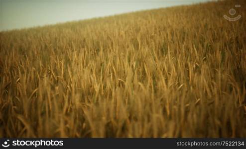 Ripe yellow rye field under beautiful summer sunset sky with clouds