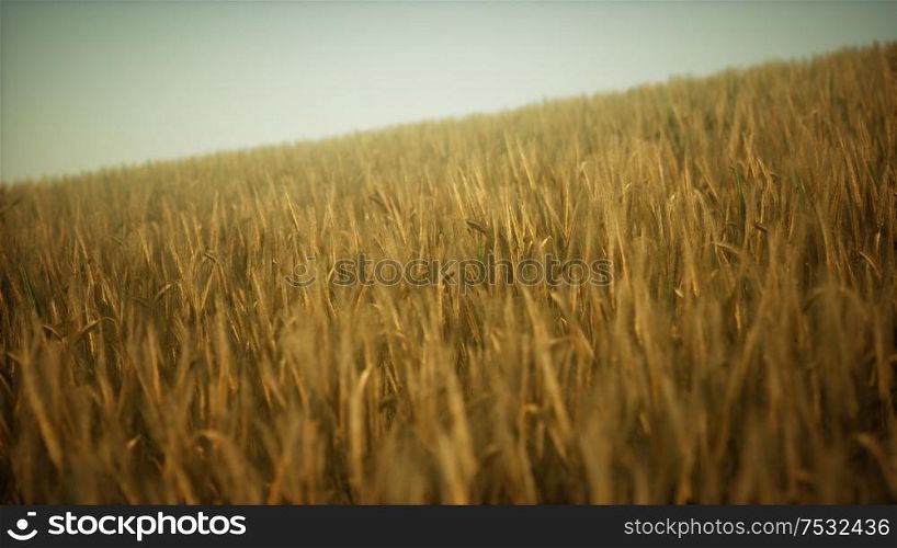 Ripe yellow rye field under beautiful summer sunset sky with clouds