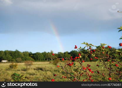 Riped rose-hip berries at a bush with a rainbow in the horizon