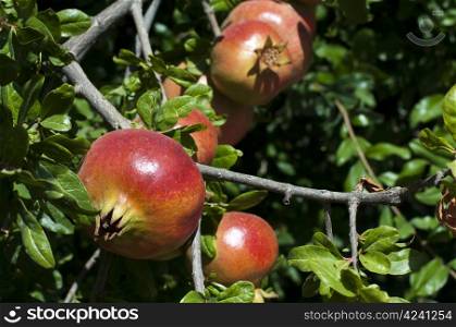 Ripened pomegranate on a tree branch