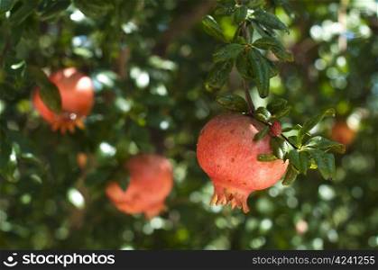 Ripened pomegranate on a tree branch