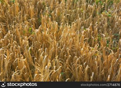 Ripened spikes of wheat field