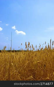 Ripened spikes of wheat field against a clear blue sky