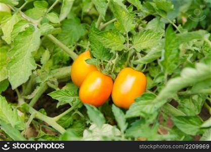 Ripened tomatoes on a bed. Growing tomatoes on a country or a plot