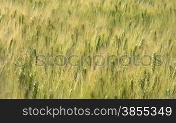 ripened wheat