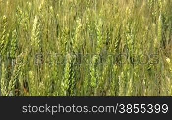 ripened wheat