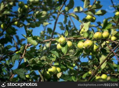 Ripening apples on a background of blue sky.