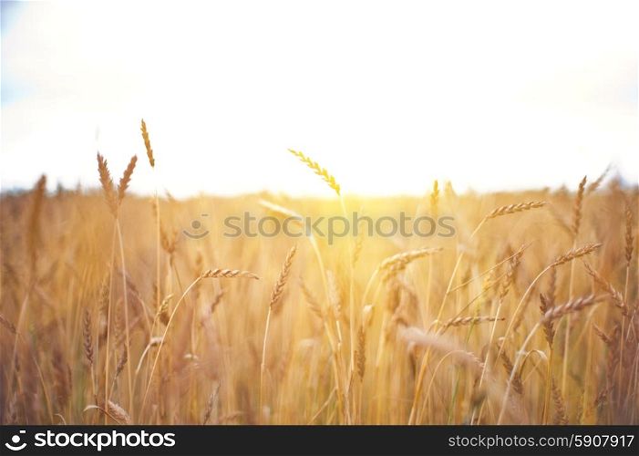 ripening ears of wheat field, shallow depth of field