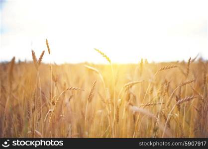 ripening ears of wheat field, shallow depth of field