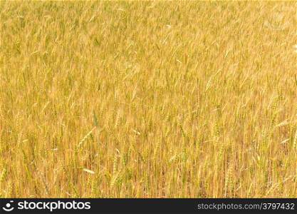 ripening ears of wheat in the Russian summer field