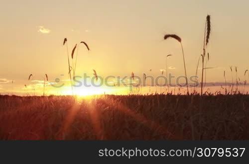 Ripening ears of yellow wheat field on sunset cloudy orange sky background. Rays of etting sun on horizon in rural meadow in summertime. Golden harvest under cloudy sky during red sunset.