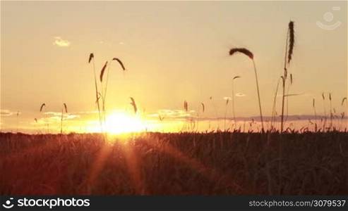 Ripening ears of yellow wheat field on sunset cloudy orange sky background. Rays of etting sun on horizon in rural meadow in summertime. Golden harvest under cloudy sky during red sunset.