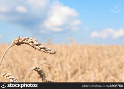 Ripening ears of yellow wheat field under blue sky
