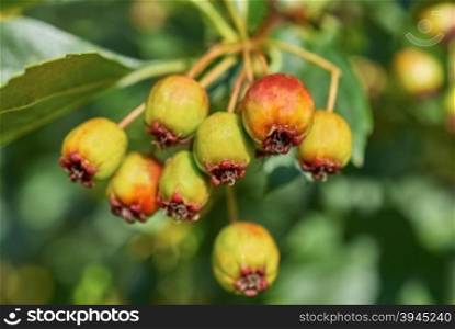 ripening fruits of viburnum closeup. ripening fruits deciduous tree closeup
