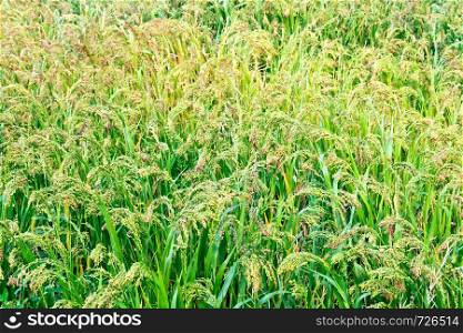 Ripening millet spikelets of millet on the background of green leaves and grass