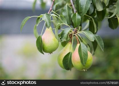 Ripening pears on a tree in the garden on the farm. Organic farming. Ripe sweet pear fruits growing on a pear tree branch in orchard