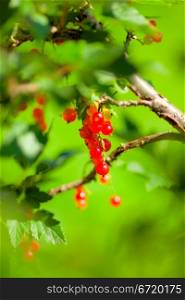 ripening redcurrant bunch on the branch at summer day