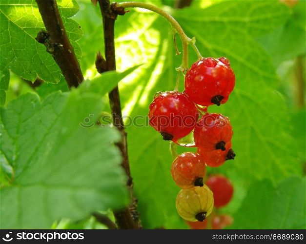 ripening redcurrant bunch with rain drops