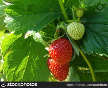 ripening strawberry fruits on the branch