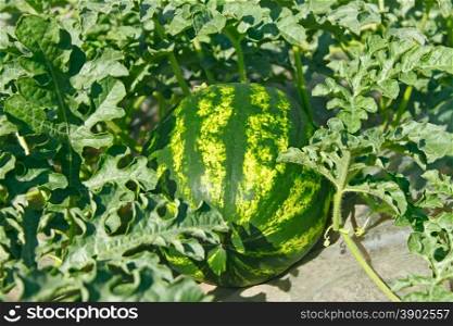 Ripening striped watermelon in a vegetable garden on a sunny summer day