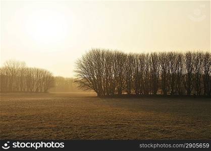 Rising sun illuminates trees surrounded by the morning mist