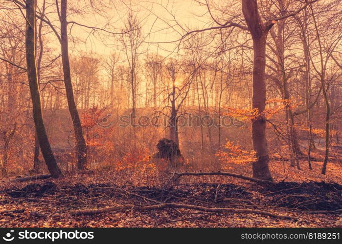 Rising sun in the forest with sunbeams in the mist